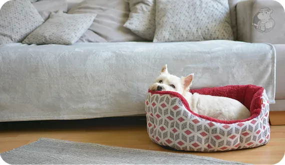 pies wybierający swoje legowisko zamiast kanapy